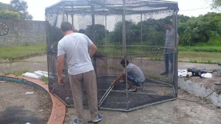 Se avanza en la cría de pacú